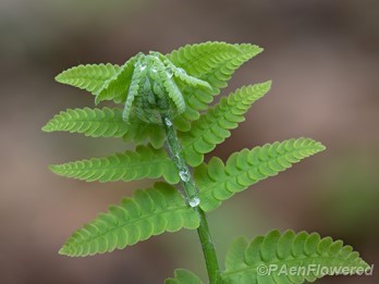 Unfurling frond